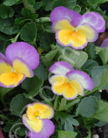 Viola 'Zoe'                                       